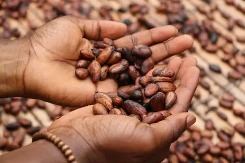Cocoa Price Hits Record High Following Acute Supply Shortage