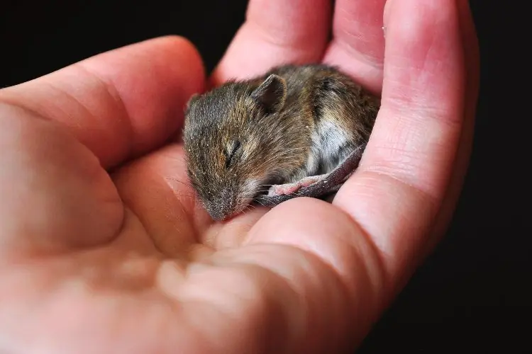 Mammals’ Complicated Brain Structure
