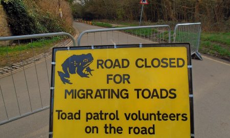Road Closed for Migrating Toads sign