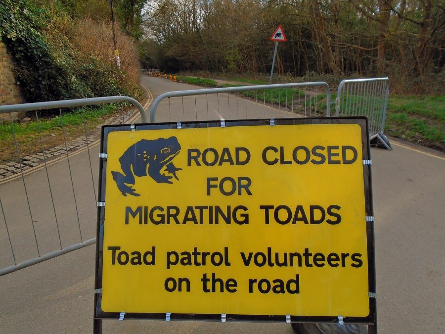 Road Closed for Migrating Toads sign